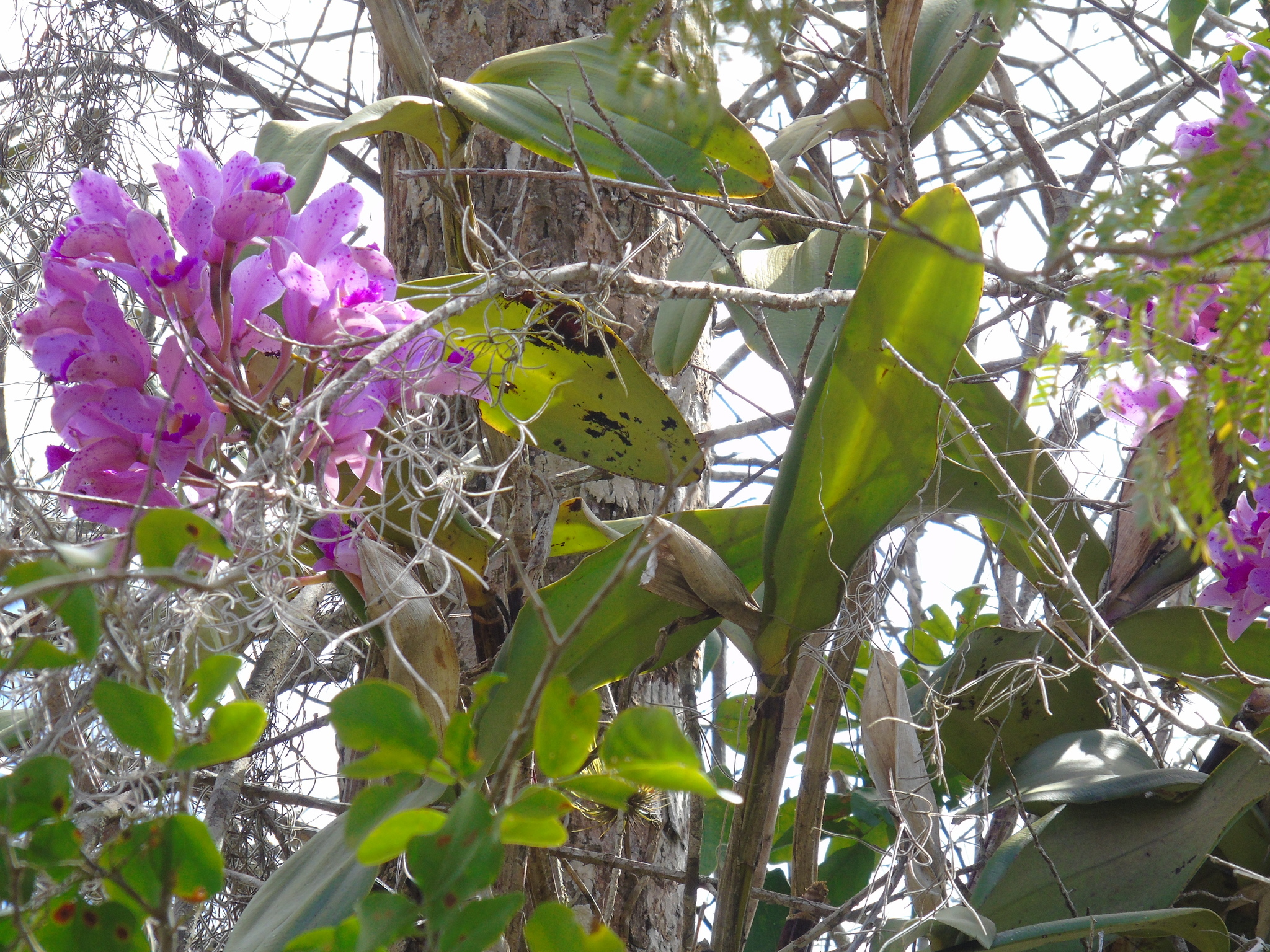 Imagem de Cattleya amethystoglossa