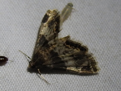 Usingeriessa