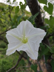 Ipomoea tastensis