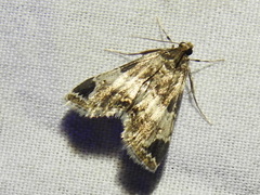 Usingeriessa
