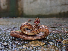 Common Mock Viper photo 5