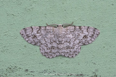 Ctenectropis seisakuraii