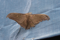 Antheraea roylei