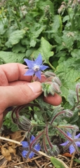 Borago officinalis