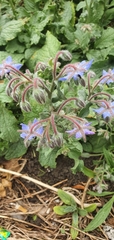 Borago officinalis