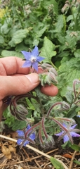 Borago officinalis