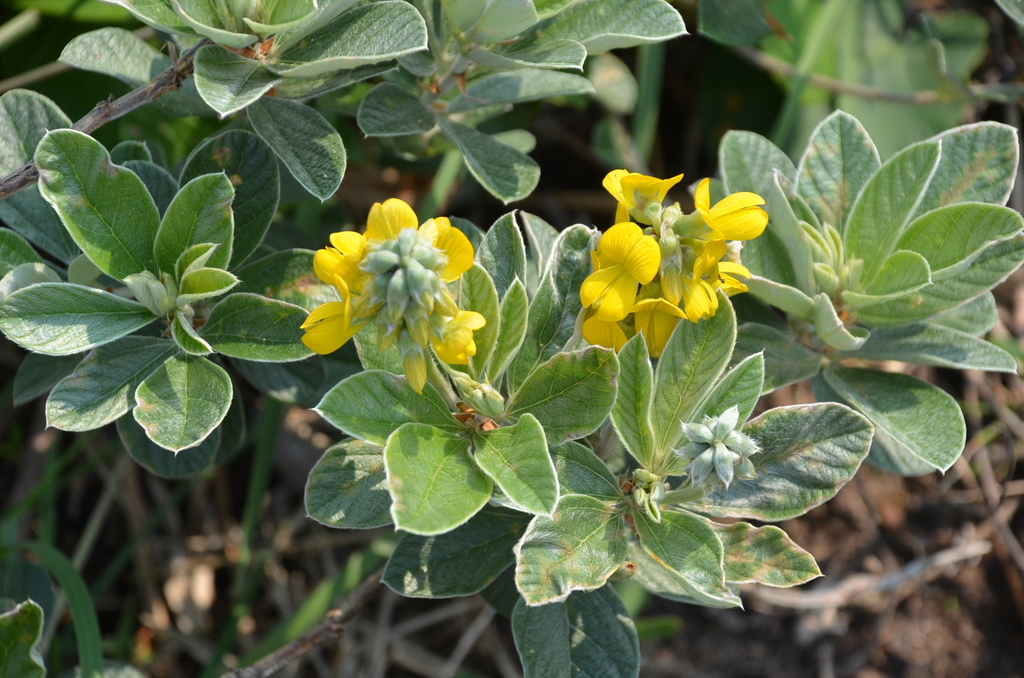 Eriosema dregei