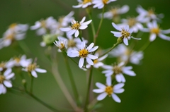 Aster scaber