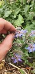 Borago officinalis