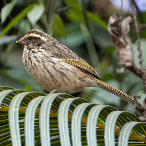 Streaky Seedeater