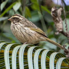 Streaky Seedeater photo 4