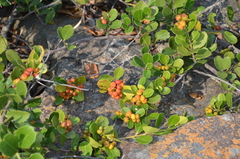 Maytenus procumbens
