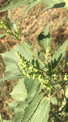 Cyclachaena xanthiifolia