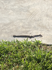 Agkistrodon russeolus