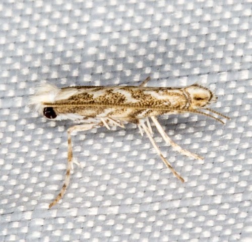 Epicephala trigonophora