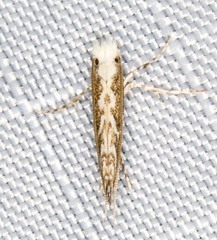 Epicephala trigonophora