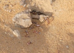 Cataglyphis bombycina