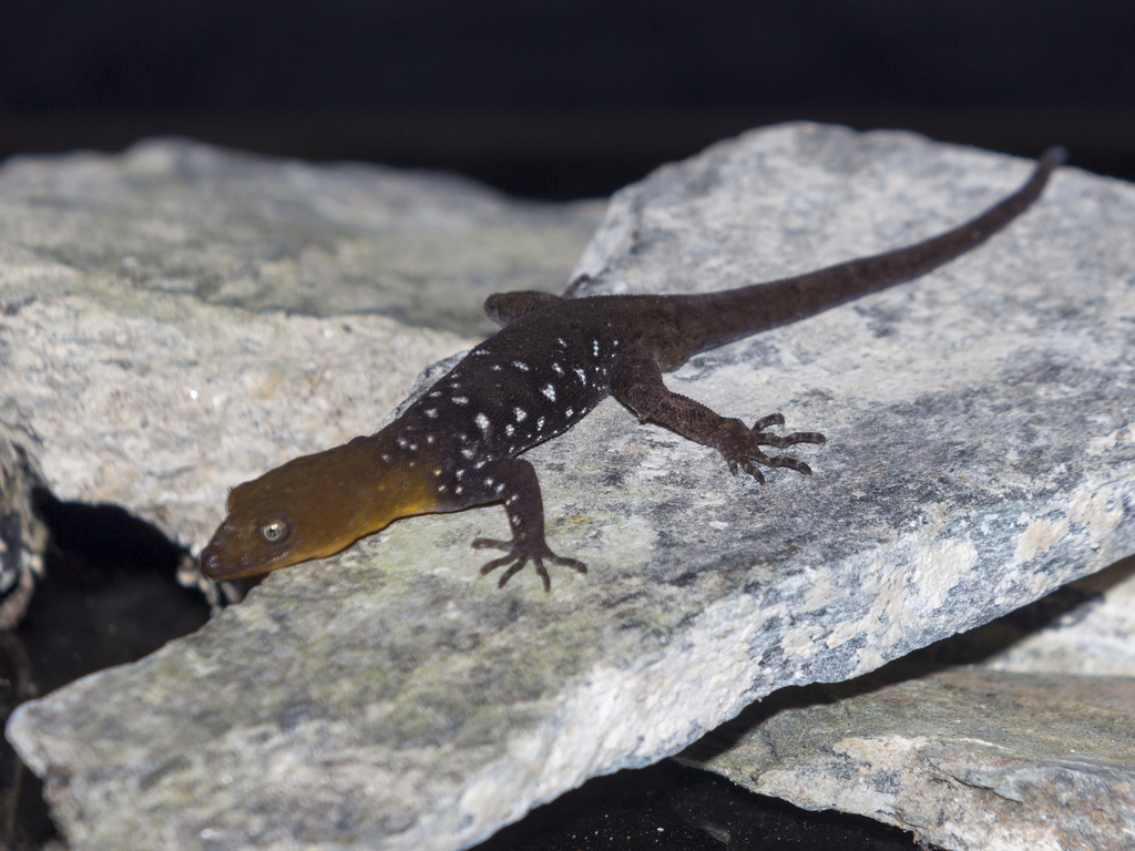Roze's Gecko