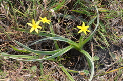 Hypoxis acuminata