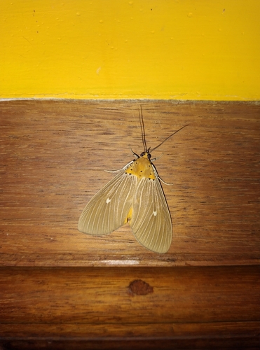 Tropical Tiger Moth photo 2