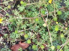 Ranunculus gmelinii