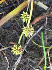 Sparganium hyperboreum