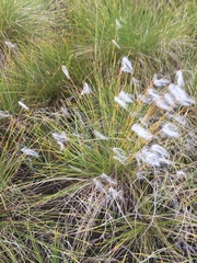 Trichophorum alpinum