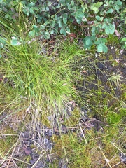 Carex leptalea