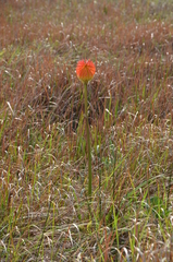 Kniphofia rooperi