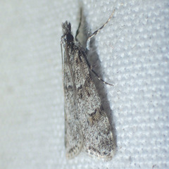 Scoparia palloralis