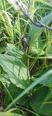 Cypripedium calceolus