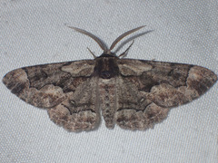 Phaeoura mexicanaria
