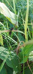 Cypripedium calceolus