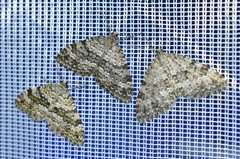 Entephria caesiata