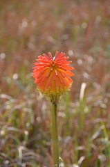 Kniphofia rooperi