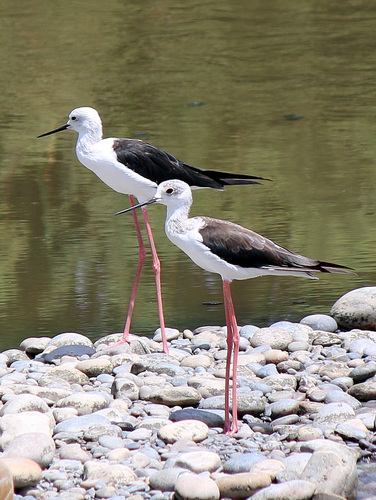 Black-winged Stilt