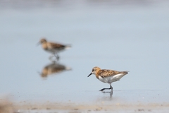 Calidris minuta
