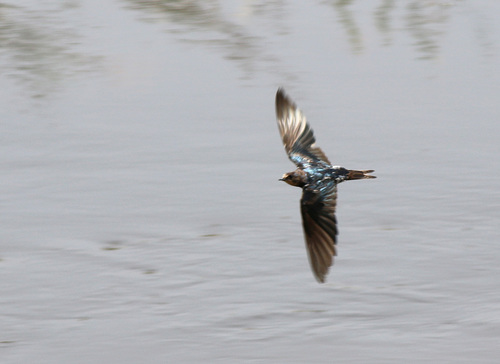 Barn Swallow