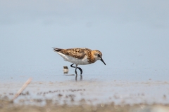 Calidris minuta