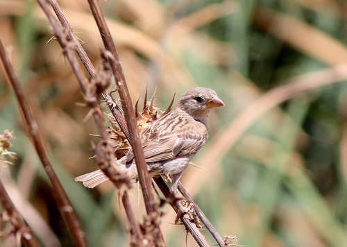 Corn Bunting
