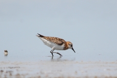 Calidris minuta