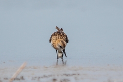 Calidris minuta