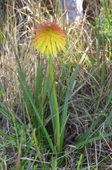 Kniphofia rooperi