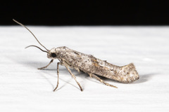 Ochromolopis ramapoella