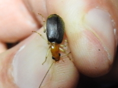 Brachinus adustipennis