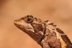 Menghai Mountain Agama photo 1