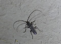 Derolus mauritanicus