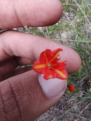 Bessera tenuiflora