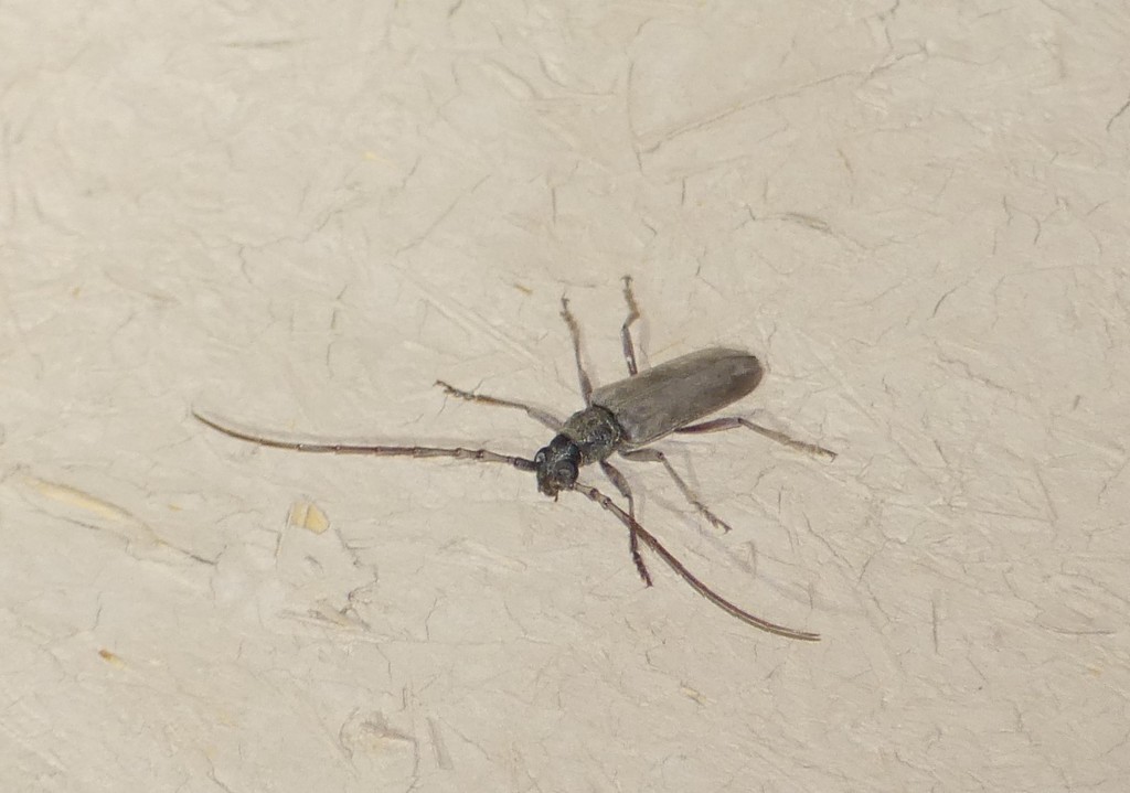 Derolus mauritanicus