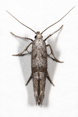 Ochromolopis ramapoella